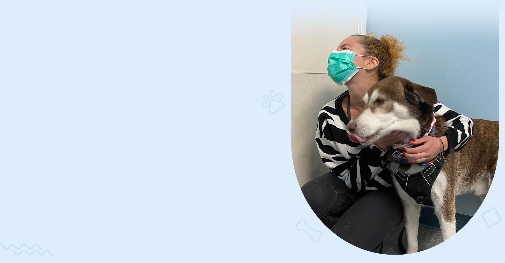 adorable husky dog visiting animal cove pet hospital