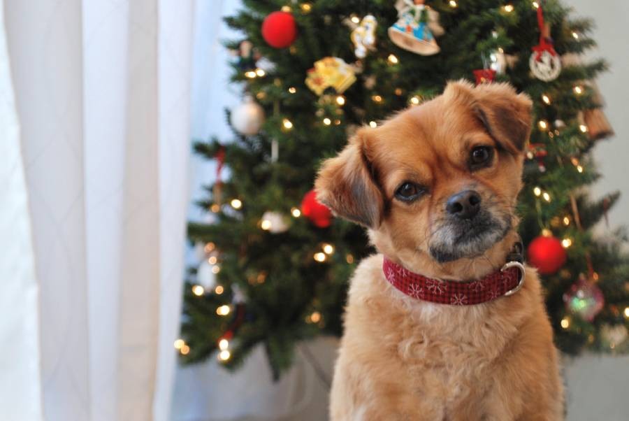 holiday-dog-in-front-of-christmas-tree-2024-12-03-07-45-38-utc-1