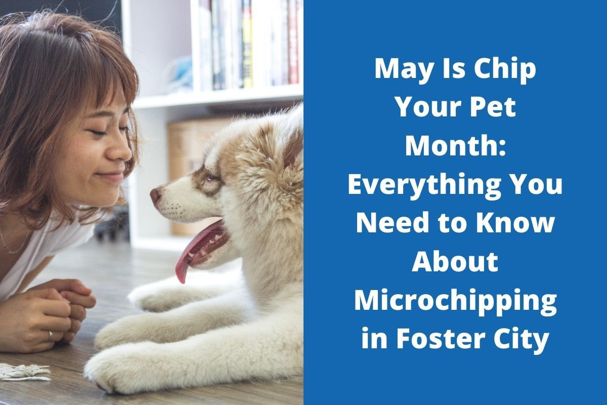 May Is Chip Your Pet Month: Everything You Need to Know About Microchipping in Foster City