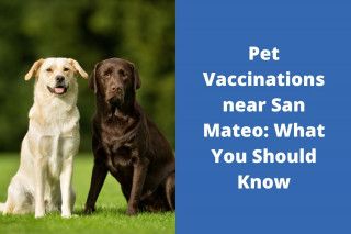 Pet-Vaccinations-near-San-Mateo-What-You-Should-Know