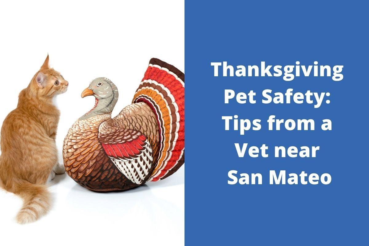 Thanksgiving-Pet-Safety-Tips-from-a-Vet-near-San-Mateo