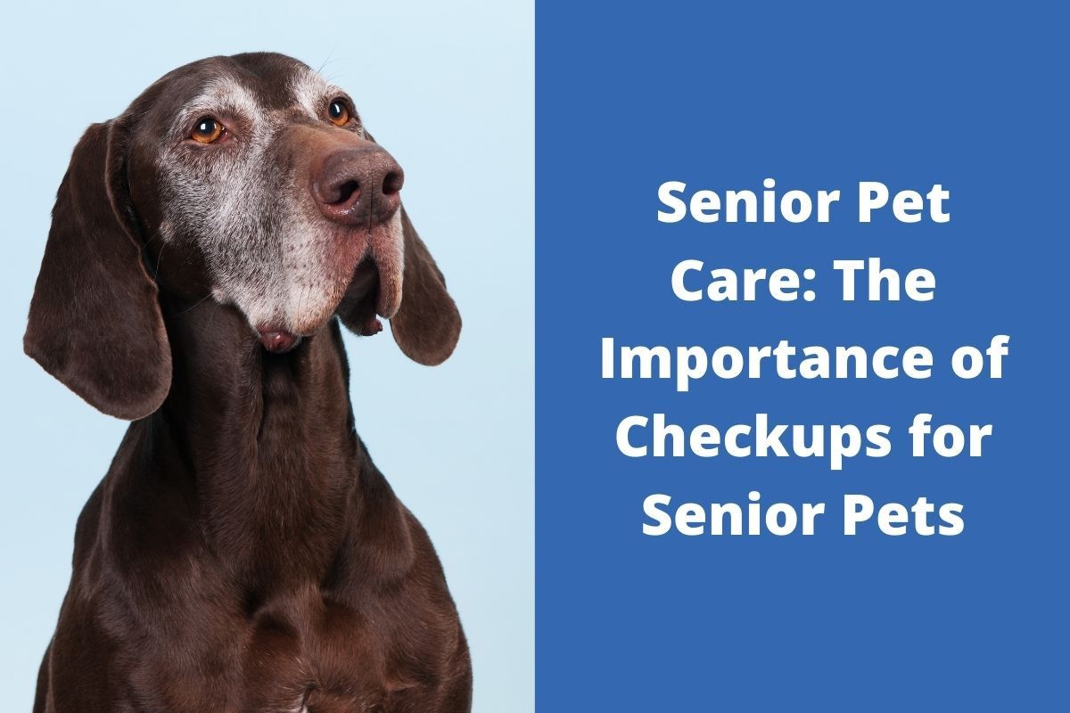 Senior Pets Are the New Black: Chic Care Tips Every Owner Needs