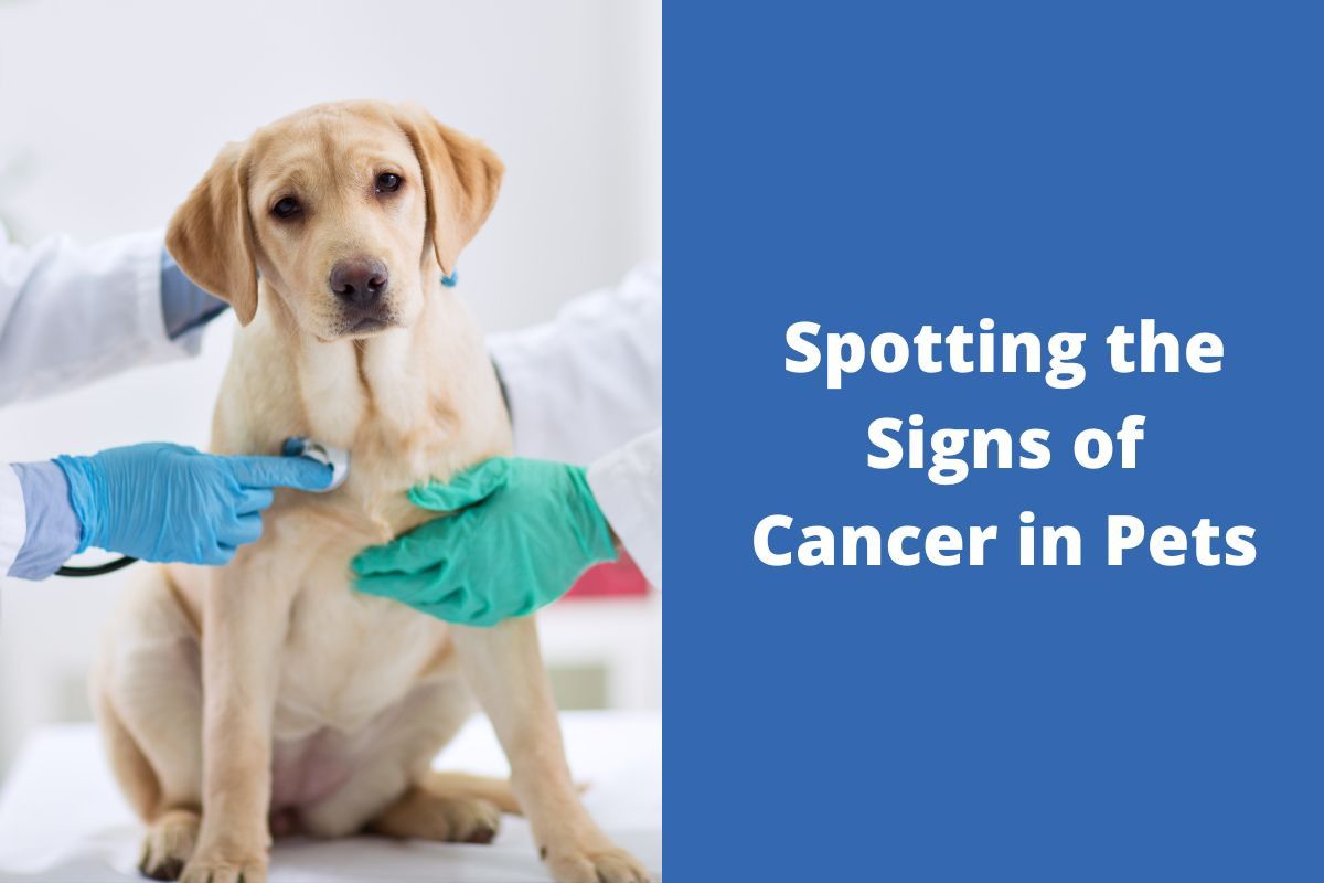 Spotting-the-Signs-of-Cancer-in-Pets