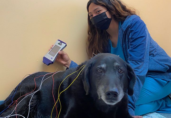 acupuncture session to a black dog