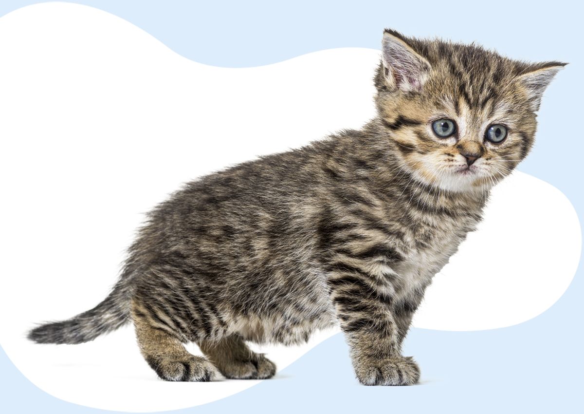 cute british shorthair kitten