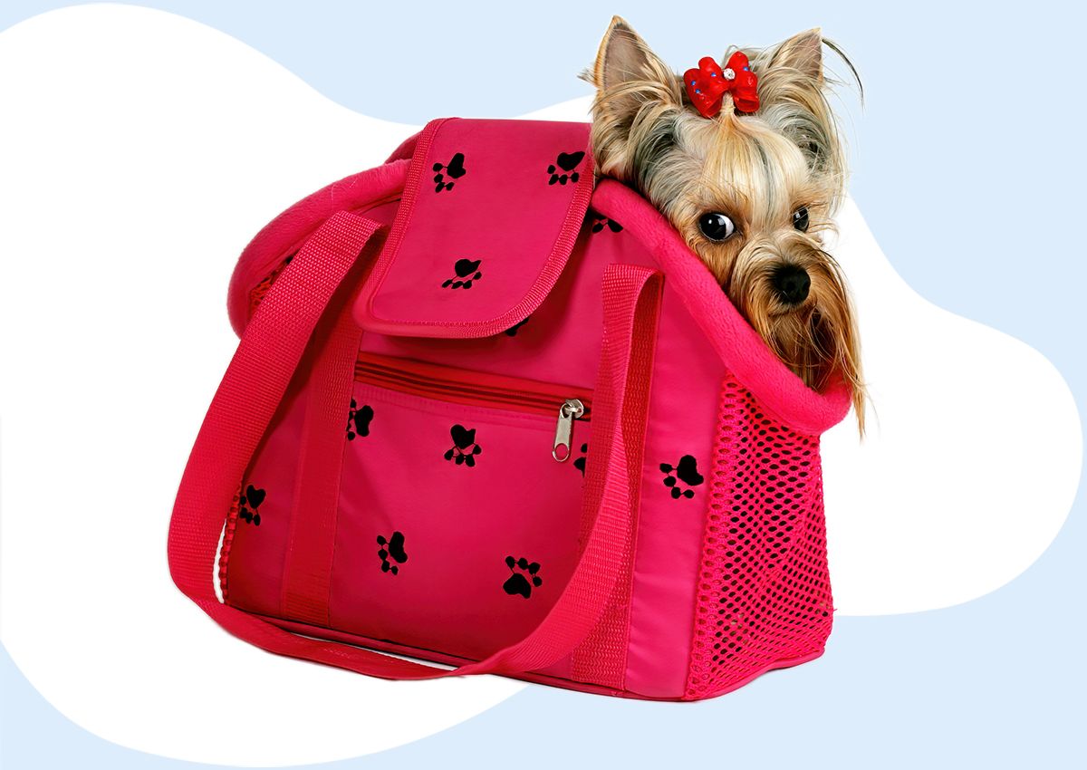 yorkshire terrier dog siting in the red bag