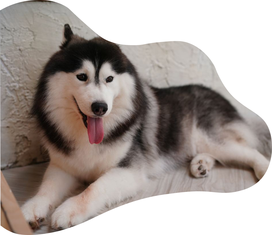 Very fluffy husky laying down