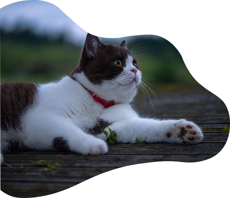 Relaxed cat in the field