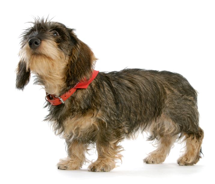 A wire haired dachshund standing and looking up isolated on white background