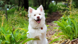 Beautiful white dog smiling