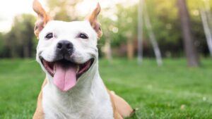 Smiling dog outdoors