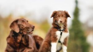 Couple of dogs hanging out