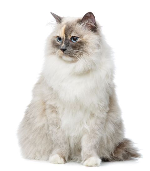 beautiful long fur birma cat