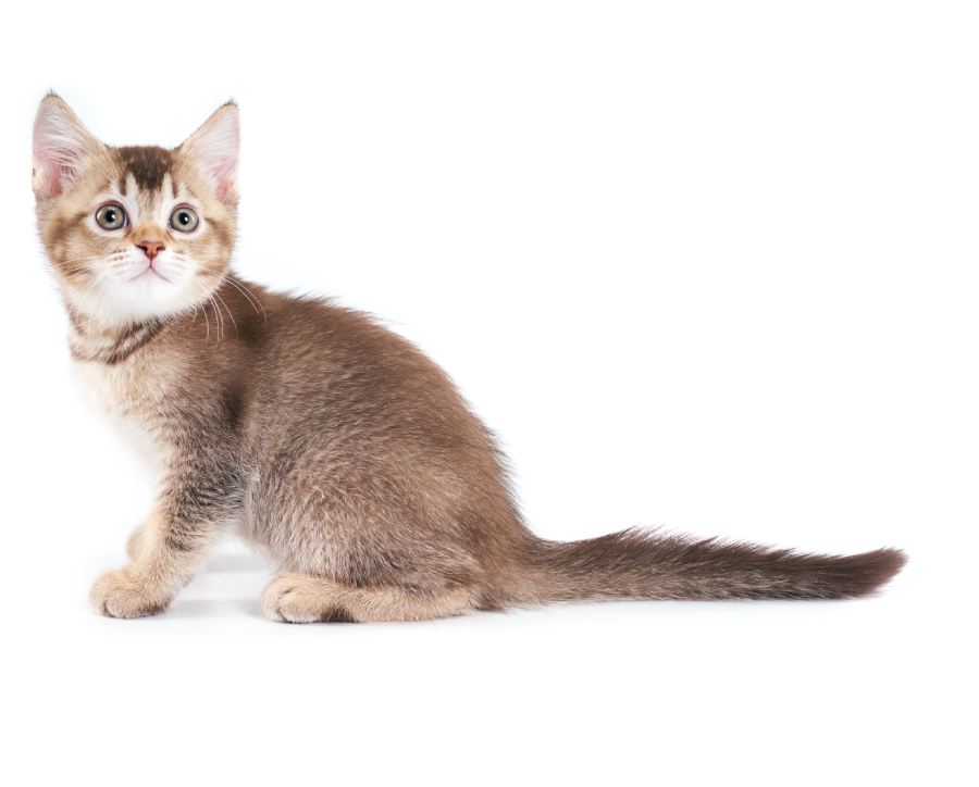 Side view of small cute brown shorthair tabby kitten with lovable long tail. Fluffy baby cat with adorable paws sitting and looking up on white studio background. Concept of pets, animals.