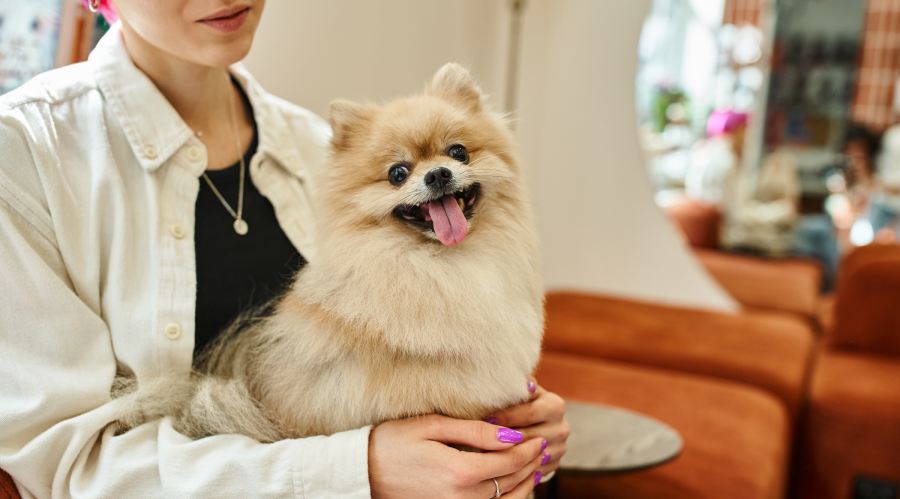 cropped view of woman sitting in pet lobby of pet hotel with pomeranian spitz sticking out tongue