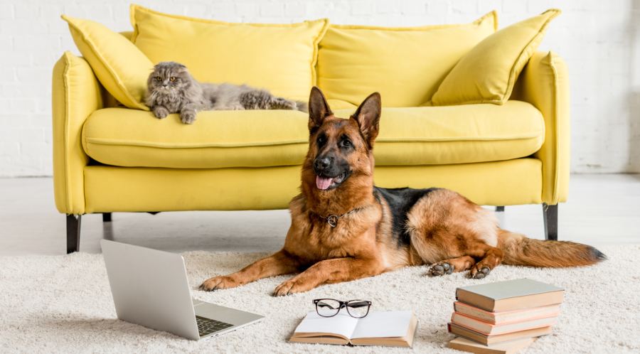 cute German Shepherd lying on floor with laptop and books in and grey cat lying on couch