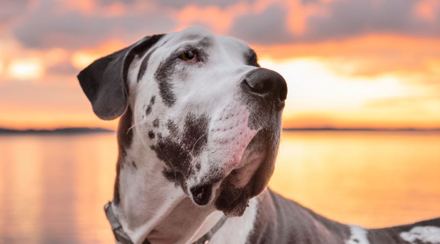 dog at golden hour sunset