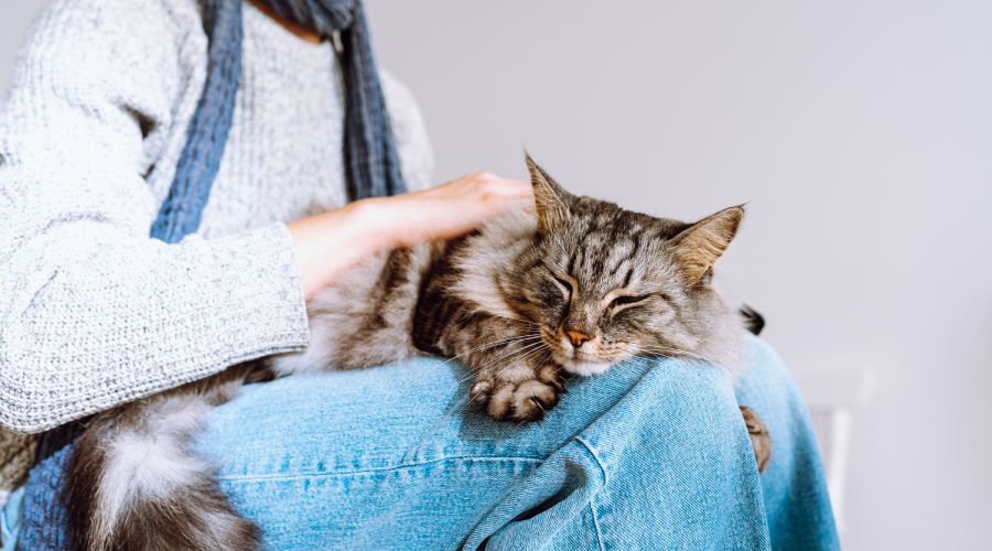 domestic fluffy tabby cat sleeps on lap of young girl