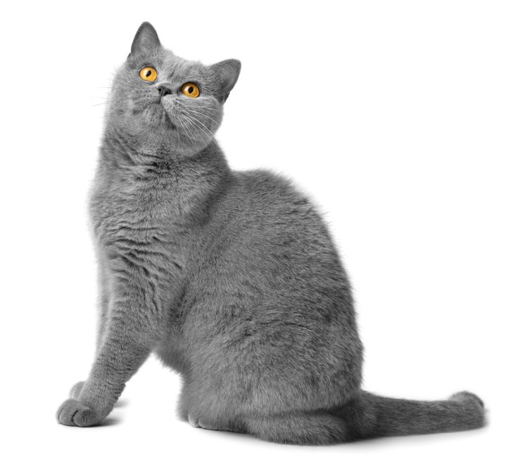 A fat shorthair cat with big red eyes sits on a white background. Animal obesity. British cat on a white background. A large cat of the British breed sits and looks in surprise. The cat is asking for food.