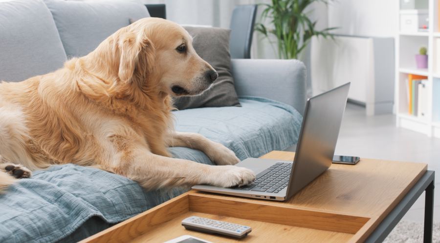 Funny cute dog lying on the sofa at home and watching the laptop screen, pets and technology concept