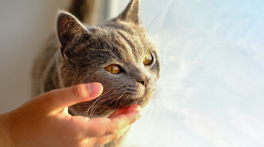 Happy cat likes being stroked by girl's's hand. The British Shorthair cat portrait. a kitten with yellow eyes. pet friend concept.