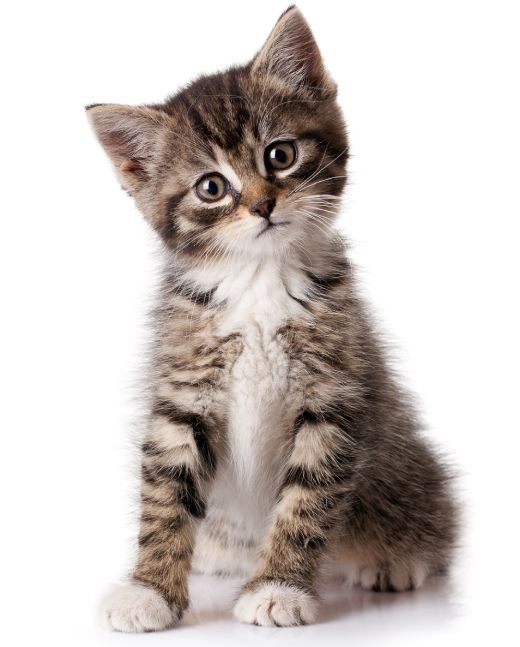 little kitten on white background