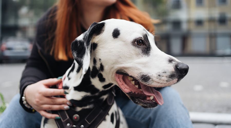 Happy woman posing and playing with her dalmatian dog during a urban city walk. Friendship, love and care concept