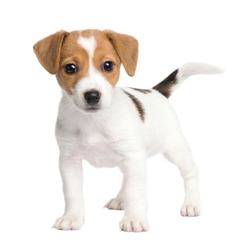 Puppy Jack russell (7 weeks) in front of a white background