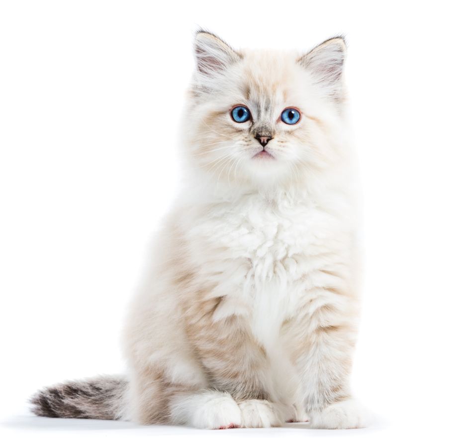 Ragdoll cat, small kitten portrait isolated on white background. Pedigree pet