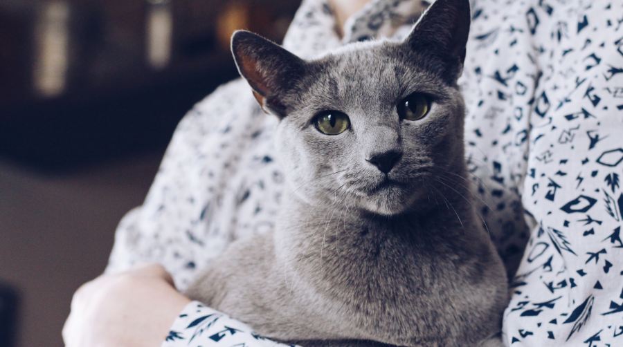 Gray cat being held up