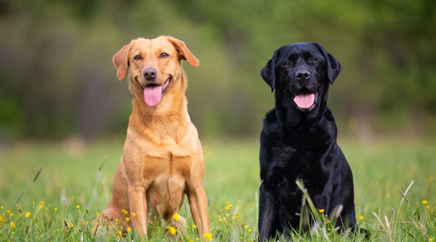 Two labradors sitting on a spring meadow