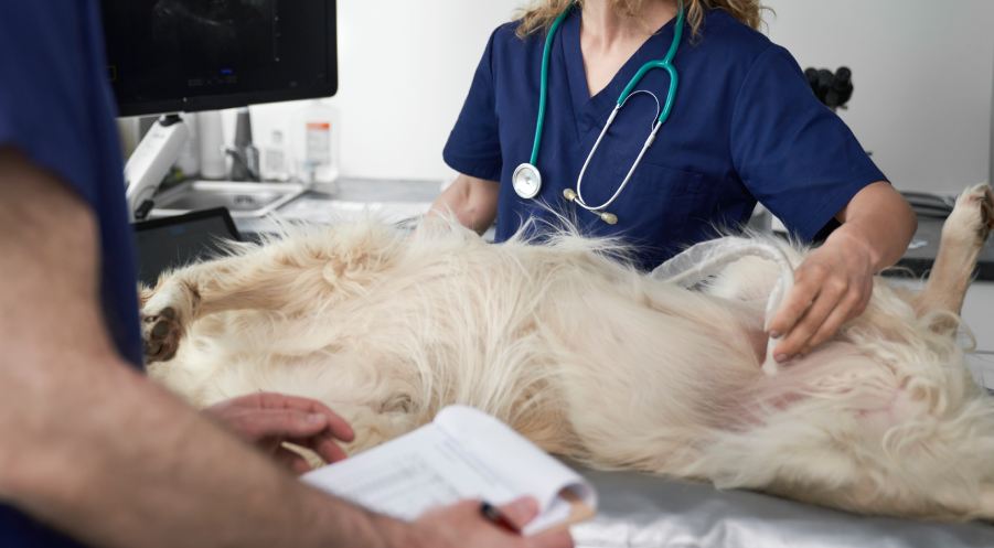 Two veterinarians doing an ultrasound exam on dog