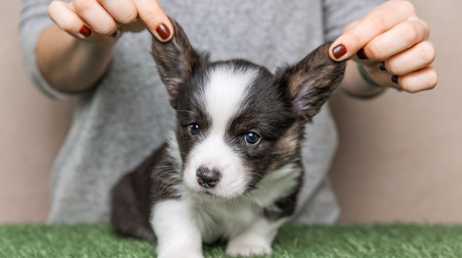 welsh corgi cardigan cute fluffy dog