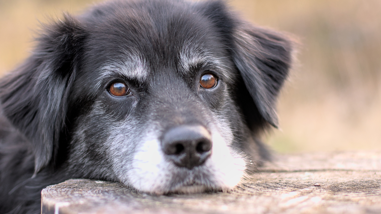 Giving Your Pet with Arthritis a Better Life