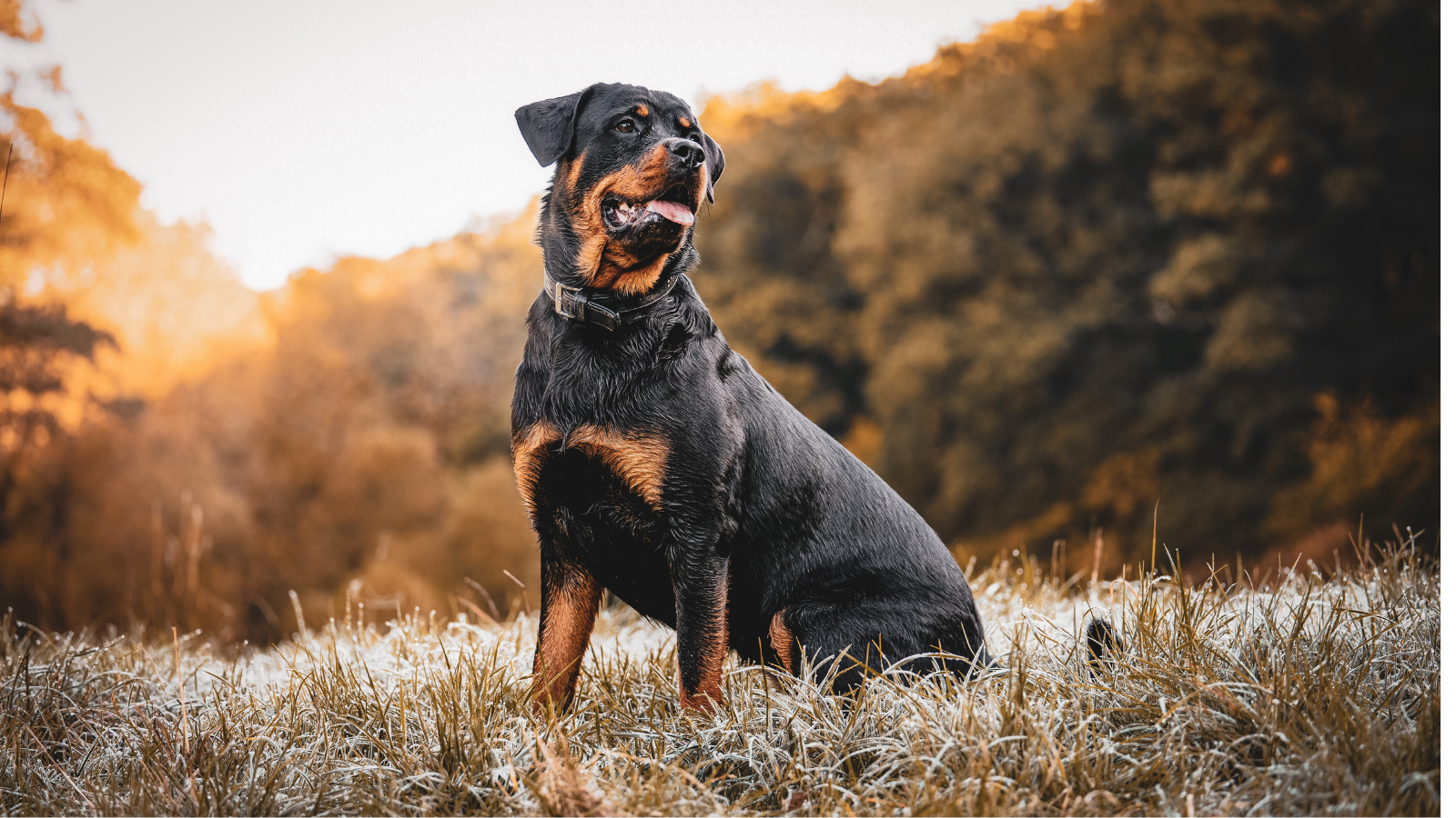 When Dogs Bite Dogs: What to Do Next