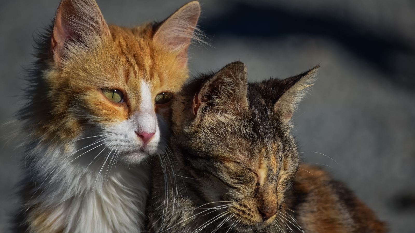 Diagnosing Dermatitis in Dogs and Cats