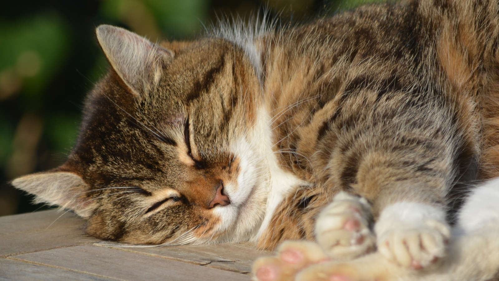 The Real Dangers of Pet Obesity