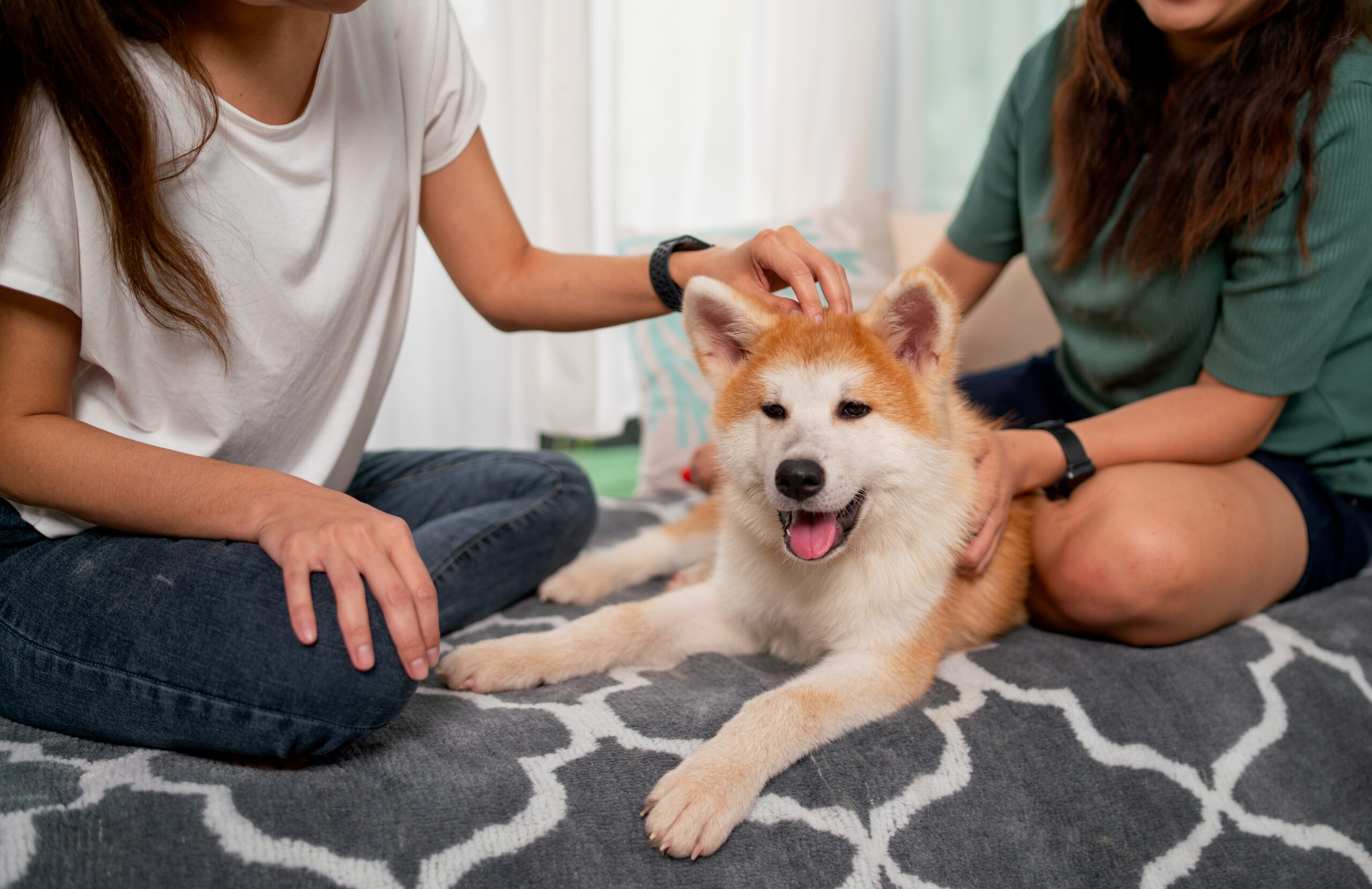 Does My Pet Have Diabetes?