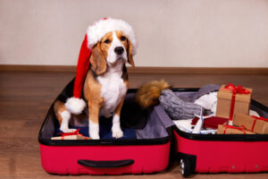 a beagle dog in a santa claus hat is sitting in a suitcase