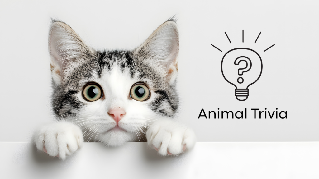 vet near me quiz for dogs and cats at Animal Cove Pet Hospital
