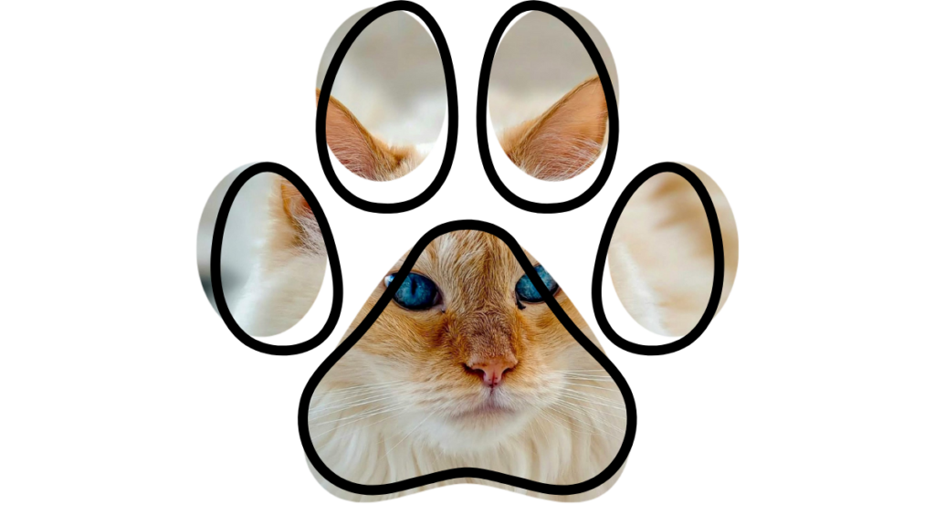 pet health education from a trusted vet near me