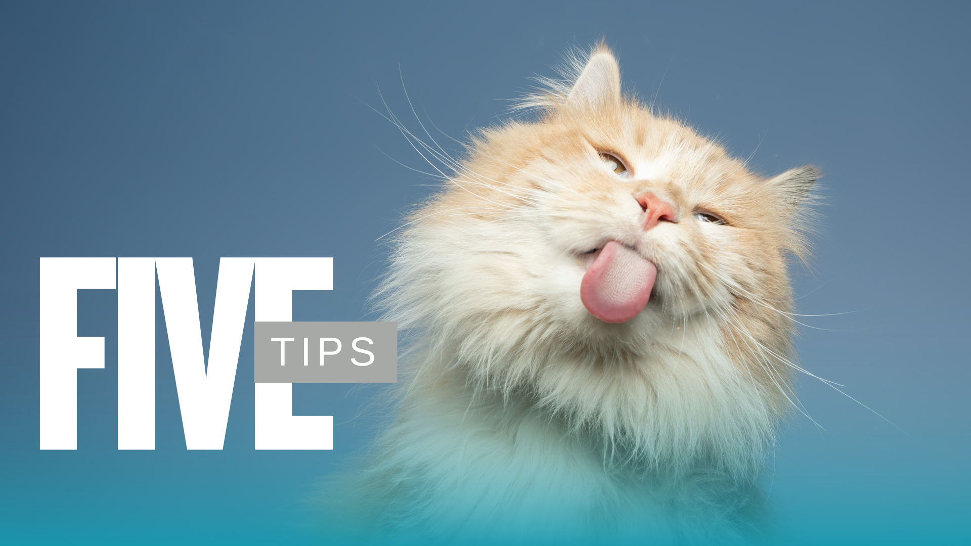 Fluffy orange cat with its tongue out, eyes half-closed, against a blue background with "FIVE TIPS" text.