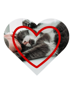 Preventive vet services in Foster City, CA at Animal Cove Pet Hospital for dogs and cats