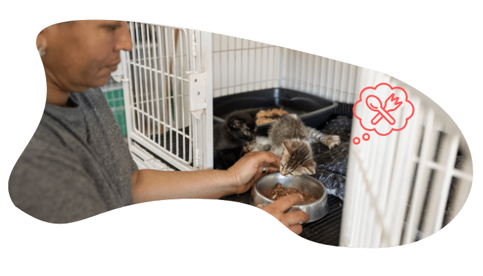 Shelter pet receiving wellness care at Animal Cove Pet Hospital in Foster City after adoption