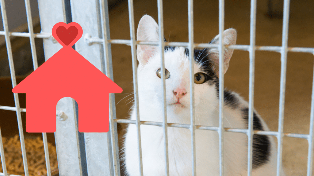 People adopting a shelter pet in Foster City with guidance from Animal Cove Pet Hospital