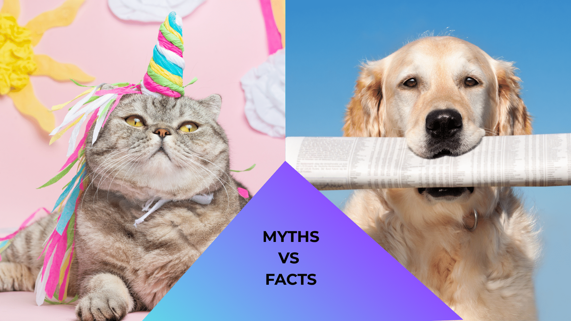 Animal care at Animal Cove Pet Hospital in Foster City, CA featuring a cat dressed like a unicorn and a dog holding a newspaper representing common pet myths and facts.
