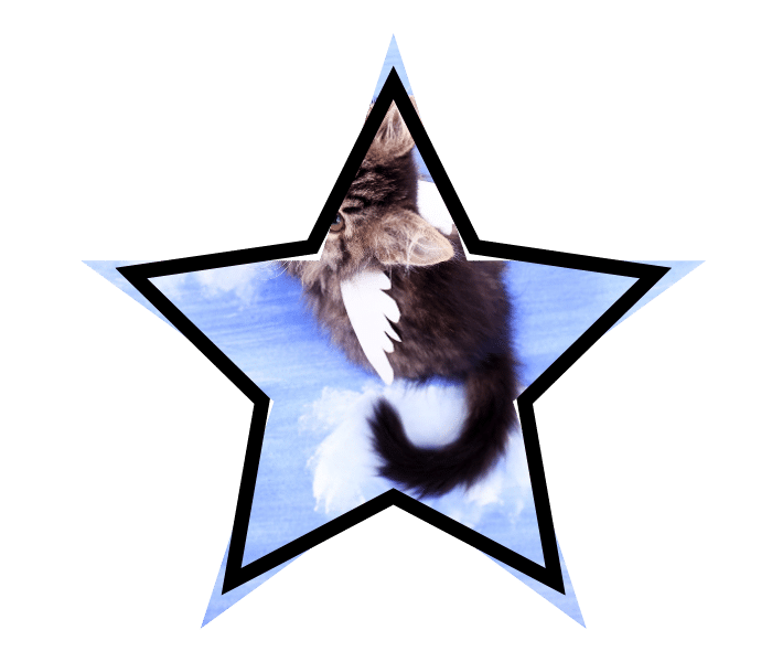 Winged cat representing animal care myths in Foster City, CA.