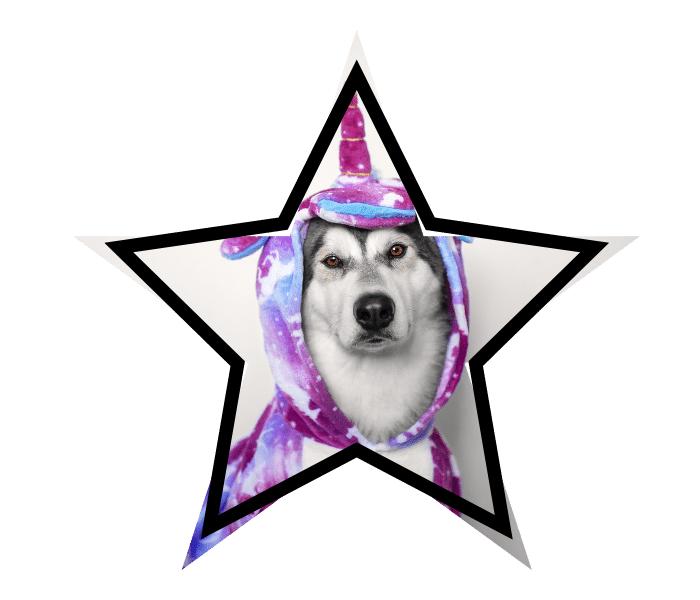 Dog in a unicorn costume promoting animal care education at Animal Cove Pet Hospital in Foster City, CA.