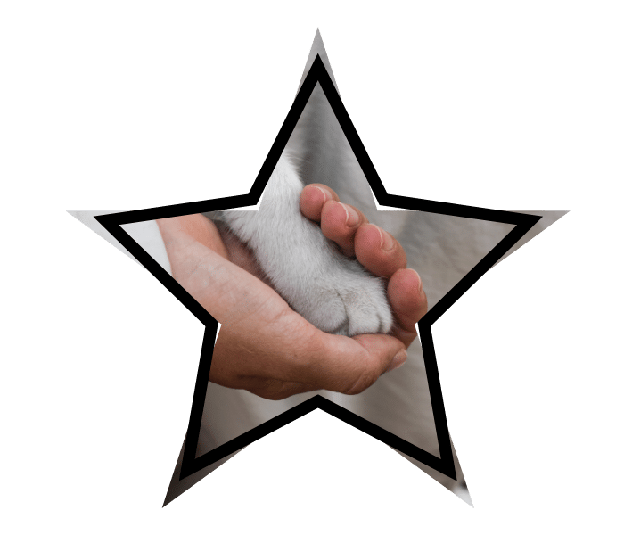 Person gently holding a cat's paw during an animal care visit at Animal Cove Pet Hospital in Foster City, CA.