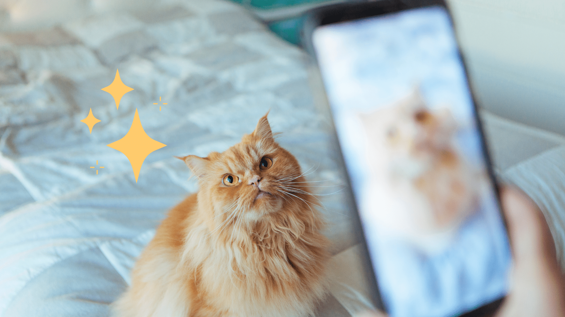 Taking pet photo with a phone camera of an orange cat in Foster City, CA